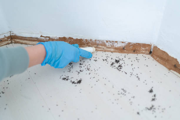 Trusted Millbrae, CA Pest Control Experts