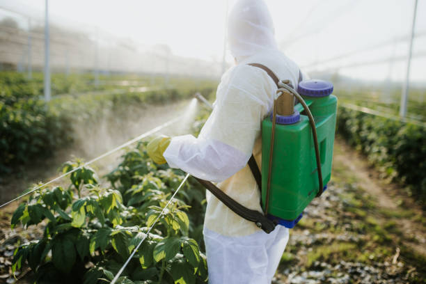 Wasp Removal Services in Millbrae, CA